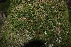 populace Dicranum viride, TMP_12