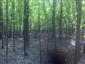 Karpatské a panónske dubovo-hrabové lesy (23.7.2013)