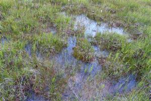 plochy s Drosera anglica