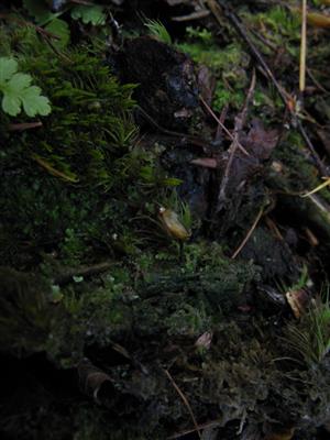 Záber na TMP_1 s jedincom Buxbaumia viridis