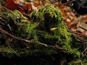 záber na TMP_2 s jedincom Buxbaumia viridis