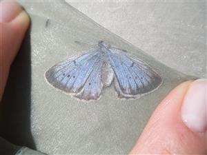 Foto Maculinea teleius