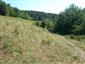 spriadač kostihojový (4.8.2013)