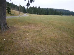 Porast bol pokosený a prepásaný ovcami