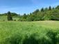 Vrana popolavá (14.6.2023)