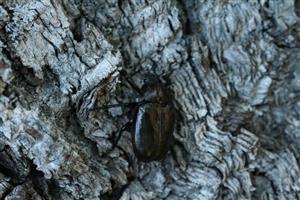 Imágo pižmovca hnedého na lokalite