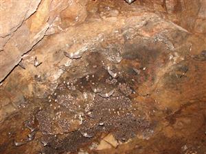 kolónia (súradnice?)