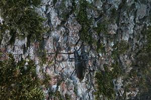imágo Cerambyx cerdo