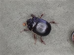 TML, Odonteus armiger