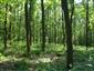 Panónsko-balkánske cerové lesy (6.8.2013)