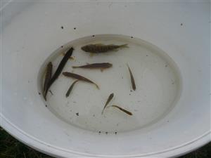 vzorky rýb