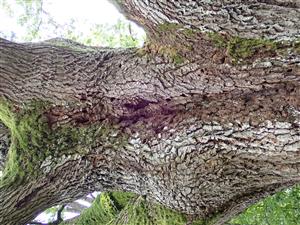 TML, strom obsadený C. cerdo