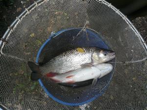 Leuciscus cephalus 