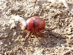 TML, Bolbelasmus unicornis