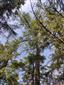 Reliktné vápnomilné borovicové a smrekovcové lesy (20.6.2023)
