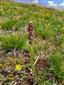 Pohľad na kvitnúci Orchis coriophora