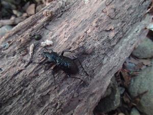 TMP, Carabus variolosus