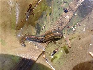 TML, Hirudo medicinalis