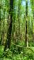 Lužné vŕbovo-topoľové a jelšové lesy (26.6.2023)