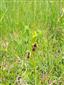 Pohľad na Ophrys insectifera