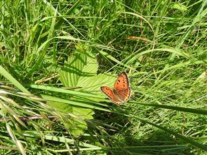 samica Lycaena dispar druh EV na TML_ParnMnem_020 