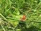 samica Lycaena dispar druh EV na TML_ParnMnem_020 