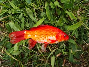 Carassius auratus