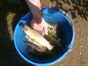 Salmo trutta m. fario