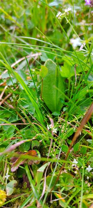 Ophioglossum vulgare na lokalite