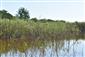 Pohľad na porasty s dominujúcim druhom Phragmites australis.