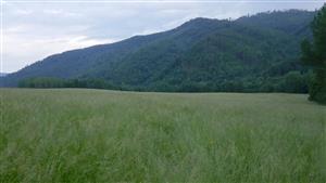 Pohľad na z. časť TML (na lúku s biotopom Lk1)