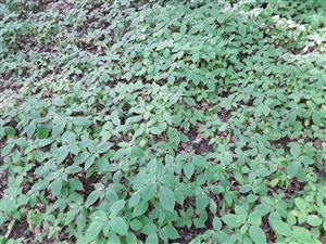 Impatiens parviflora