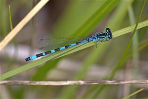 Coenagrion ornatum samec.