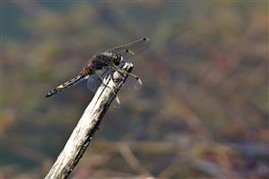 Leucorrhinia pectoralis - samec.