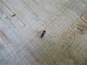 TMP Rhysodes sulcatus 