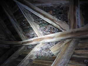 pohľad na časť kolónie M. myotis
