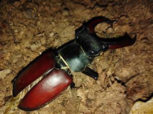 Lucanus cervus