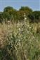 Althaea officinalis