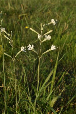 Silene multiflora