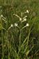 Silene multiflora