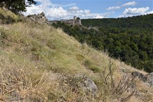 Porast druhu Stipa tirsa s pohľadom na hrad Čabraď