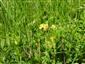 živná rastlina žltáčika zanoväťového na TML_ColiMyrm_001
