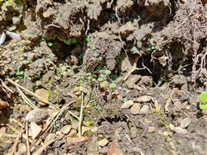 Mannia triandra na TMP5