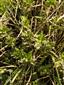 Gratiola officinalis.