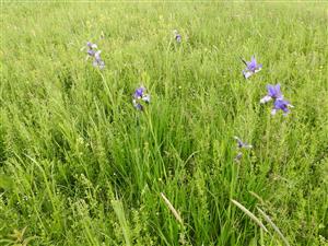 Iris sibirica.