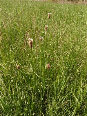 Plantago altissima.
