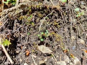 Mannia triandra na TMP1