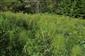 Plocha vysokobylinnej vegetácie porastená Equisetum telmateia