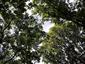 Teplomilné panónske dubové lesy (22.5.2023)