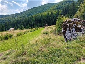 Pohľad na kosenú časť nad plochou a vysadené smreky